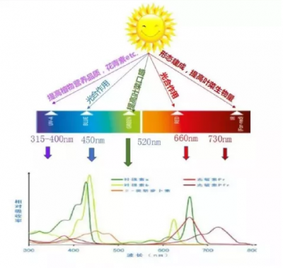 How much do you know about plant growth lamps