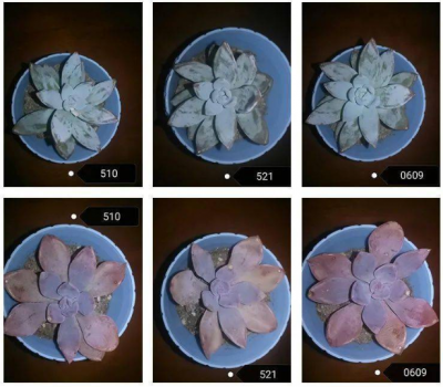 Is lamp light good for plant