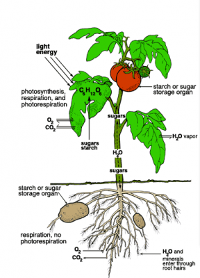 Plant Growth and Development