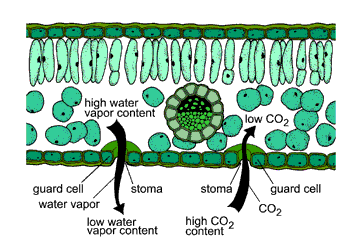 Plant Growth and Development