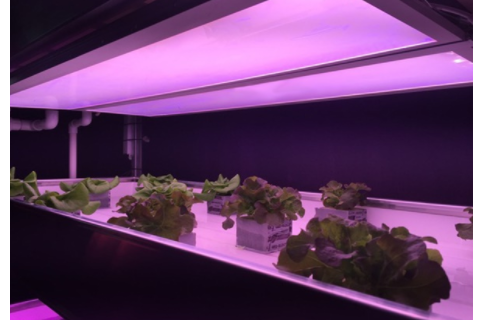 Tecnologia di conversione della luce: la prossima ondata di innovazione distruttiva del LED